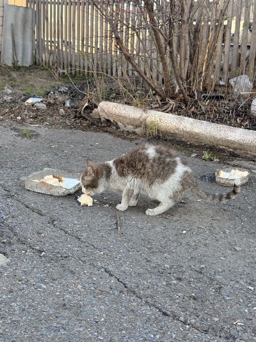 Отдаю кошек, котов