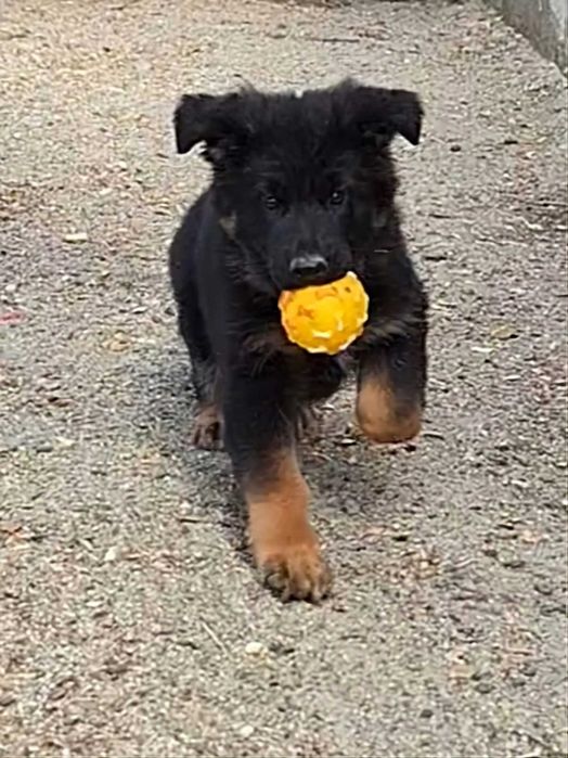 Pui Ciobanesc German cu pedigree,par lung