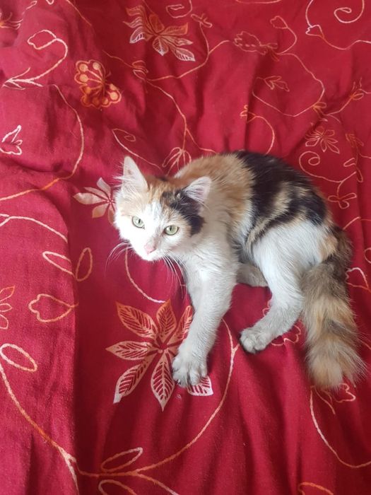 Пристраивается милый котенок, девочка.