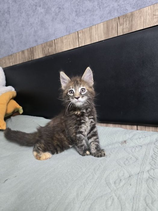 Котята породы Мейн-кун.Готовы к переезду!
