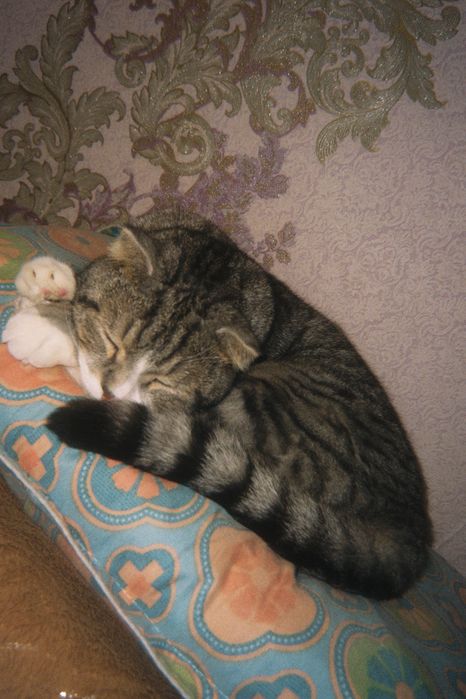 отдам кота в добрые руки