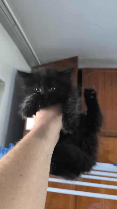 Милые котята ищут дом