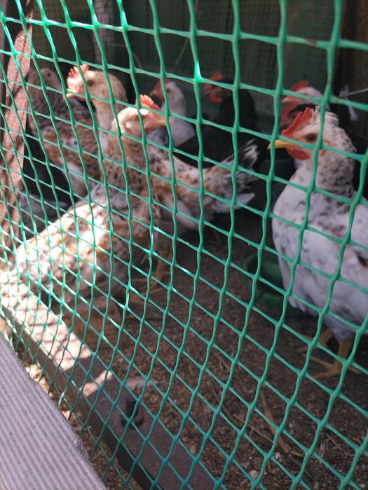 Продам цыплят домашних суточных, несушки.