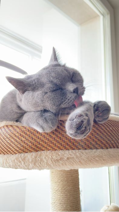 Продажа британского кота
