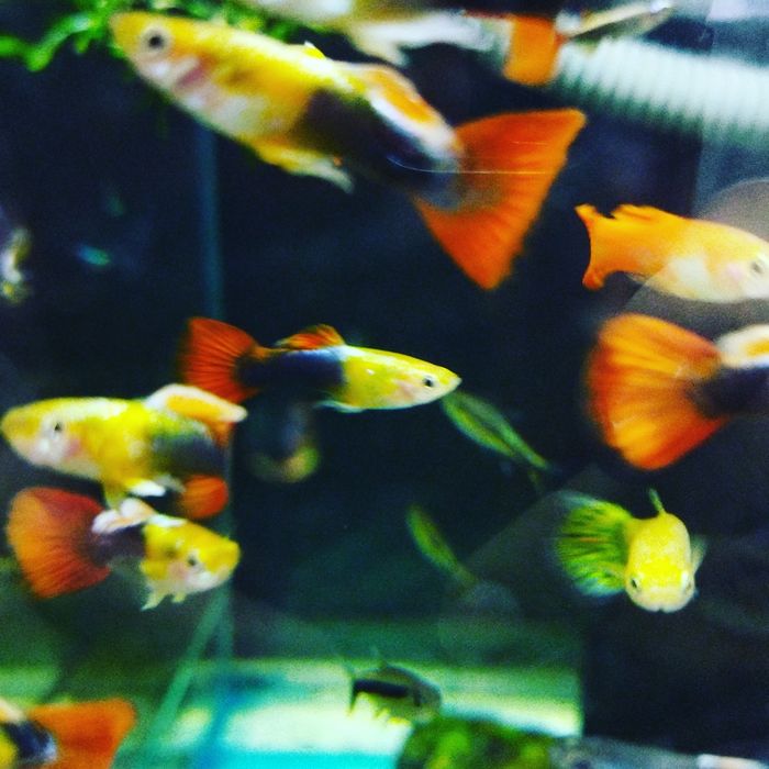 Аквариум 100л.Навои Торайгырова