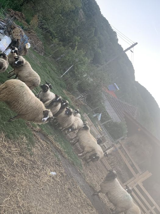 Vand oi breze…..40 de bucati !