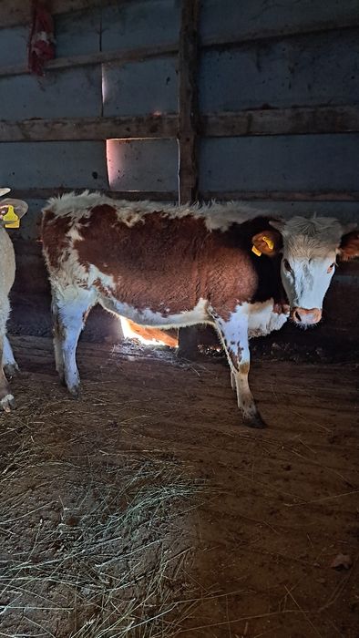 Продам бычок на телку подсосные