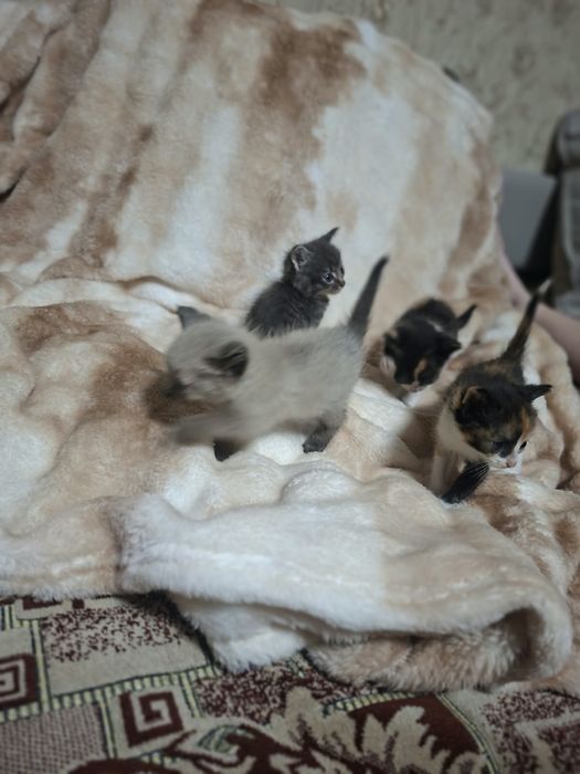 Котята бесплатно