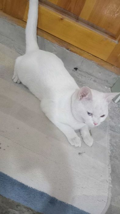 Мушук сотилади. Турецкый ангора