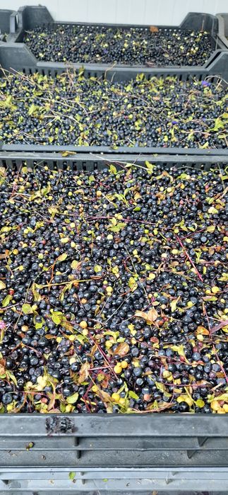 Fructe de padure