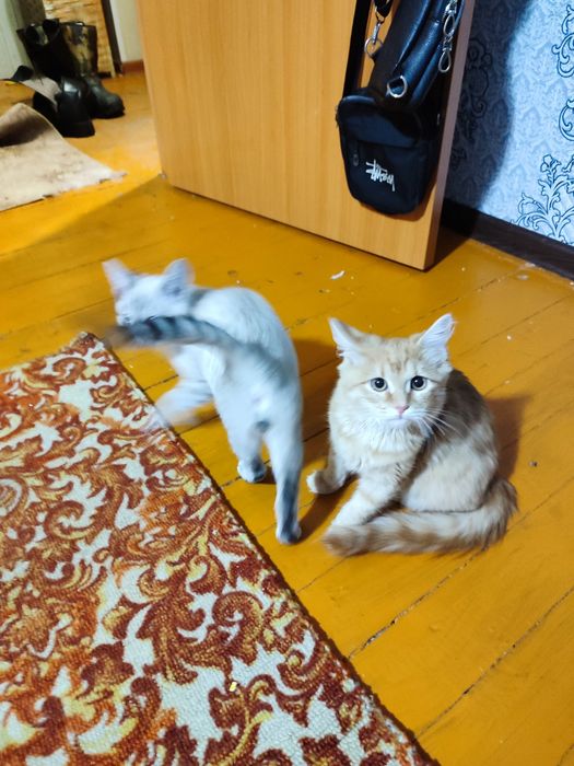 Отдам котят в добрые руки