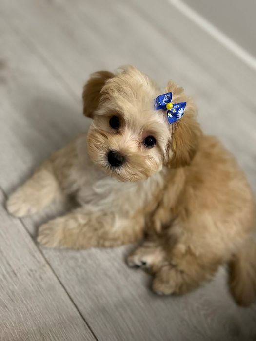 Мальтипу щенки в наличии