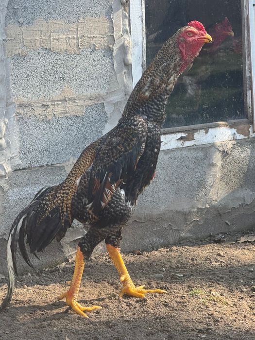 Дакан (бойцовский петух)