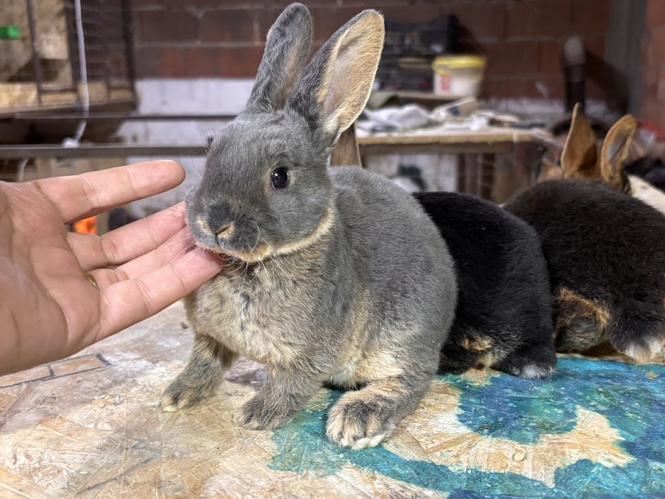 Iepurasi rex loh negru si albastru