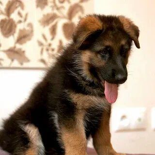 Щенки немецкой овчарки