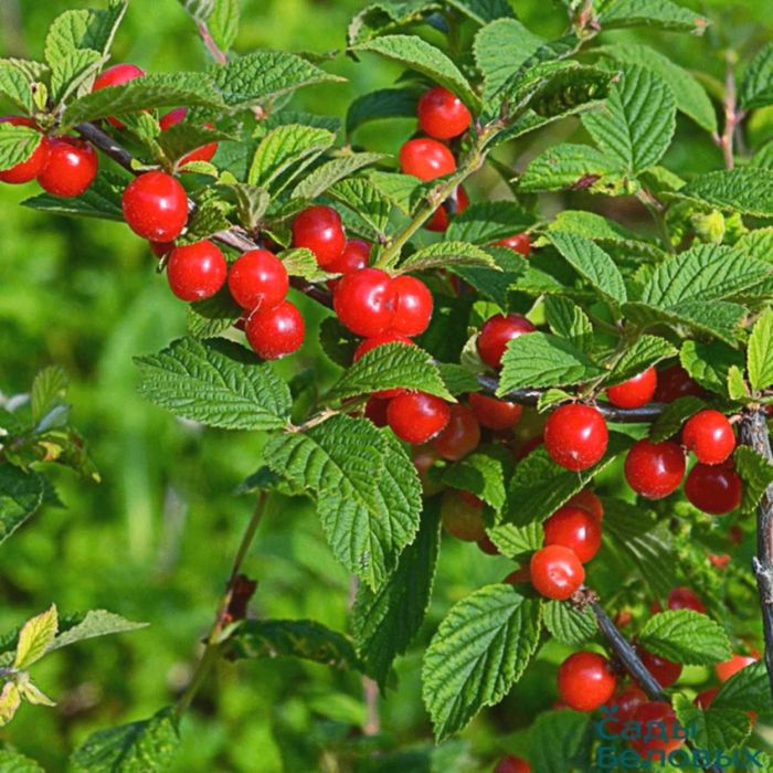 Вишня войлочная персик абрикос