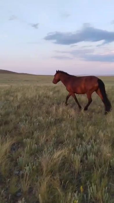 Продам лошадь  3 годовалая