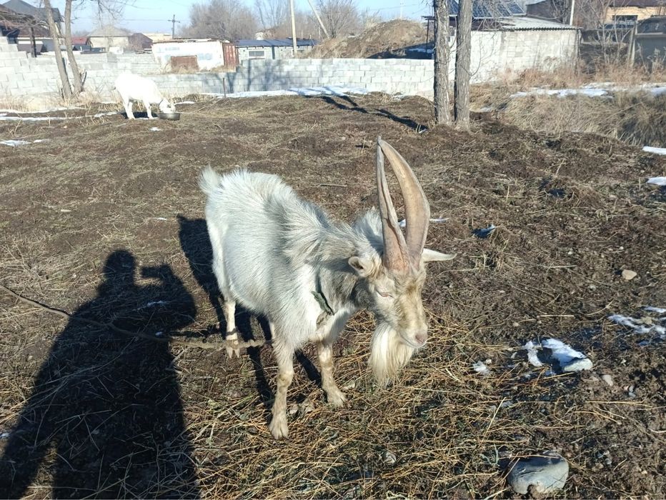 Продается козел живой