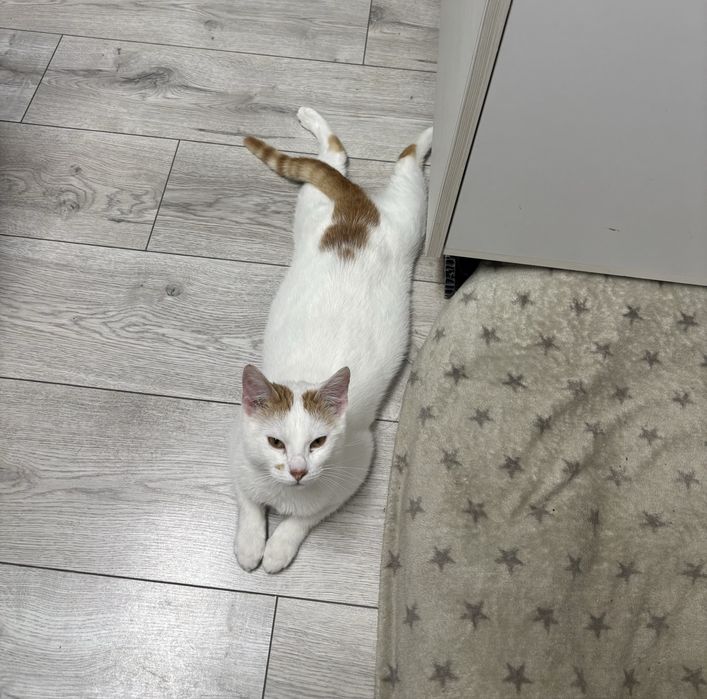 Loki isi cauta o familie