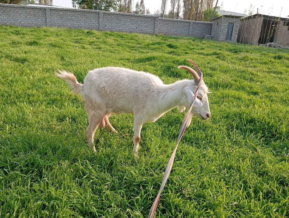 Ona bola echki sotiladi