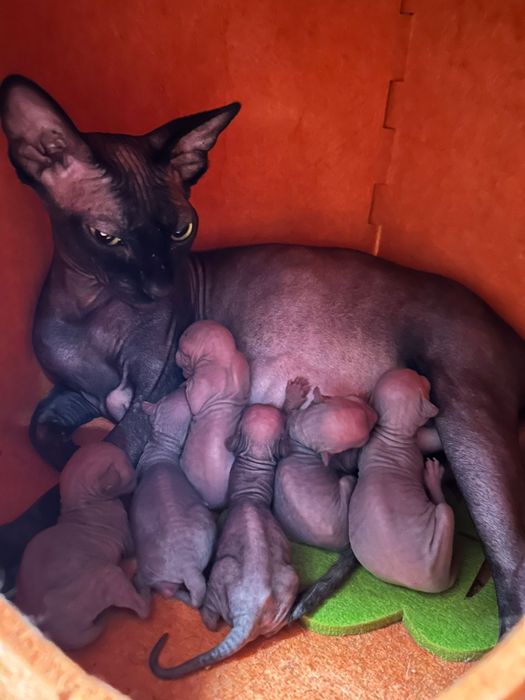 Продам котят Канадского сфинкса