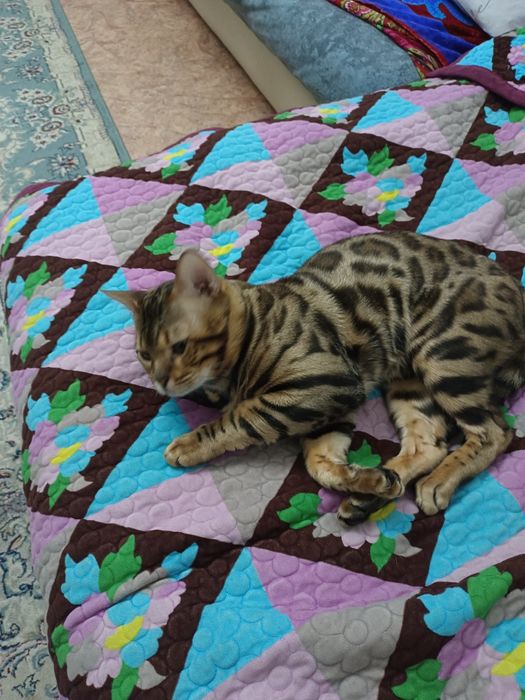 Мальчик Бенгал ищет девочку бенгалку