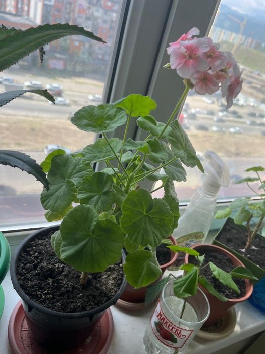 Цветы домашние