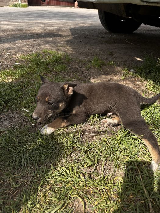 Отдам щенят девочки