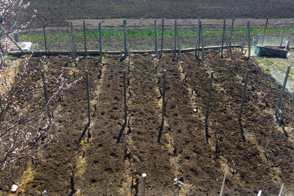 Продавам къща в с.Храброво, обл. Добрич с двор, лозе и овошки