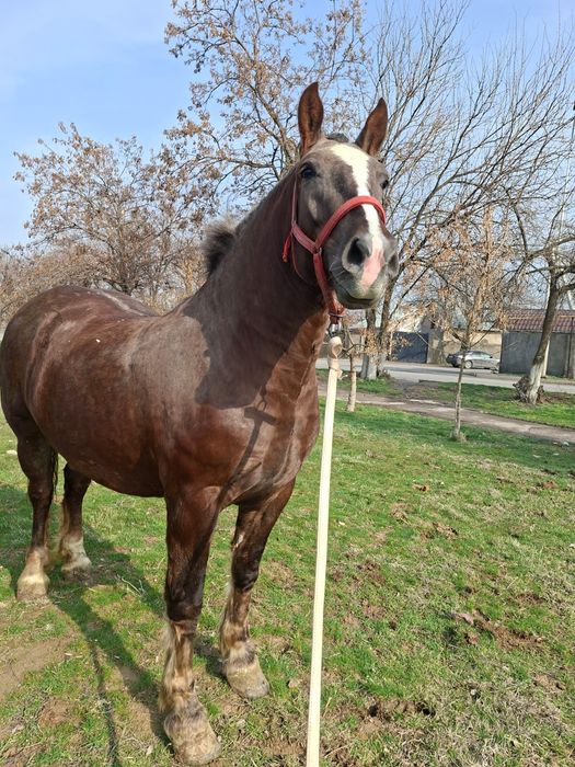 Продам супер кобылу