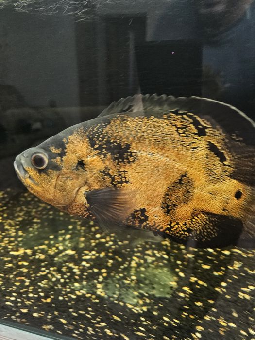 Астронотус тигровый