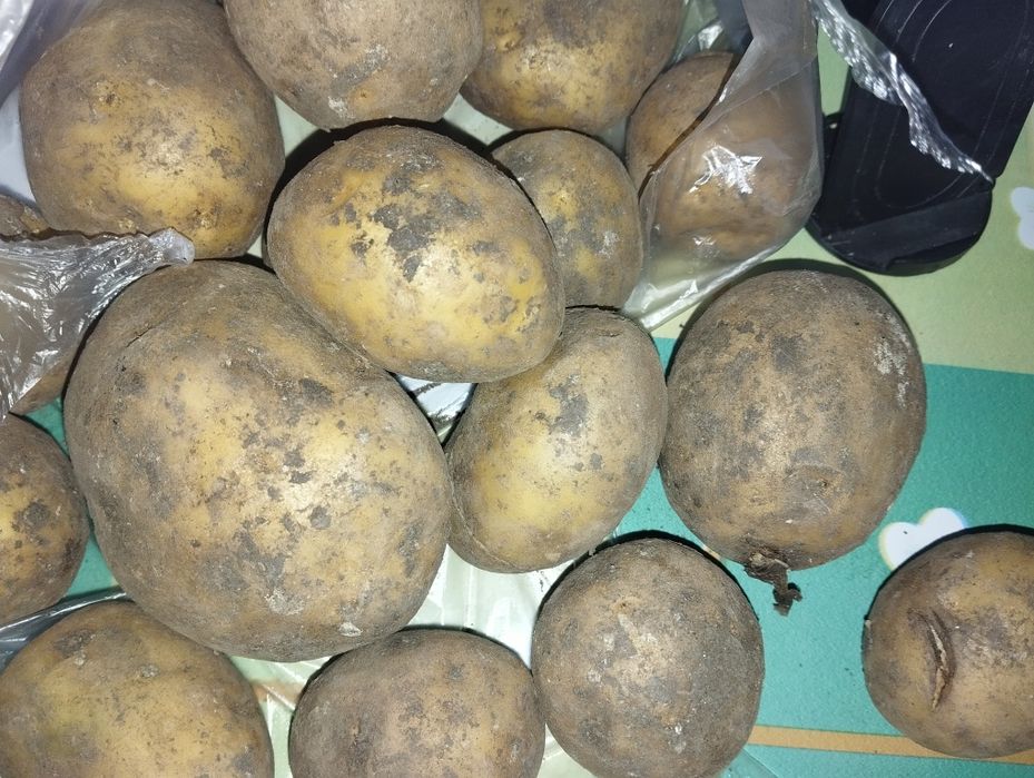 Продаю картошка 180тг