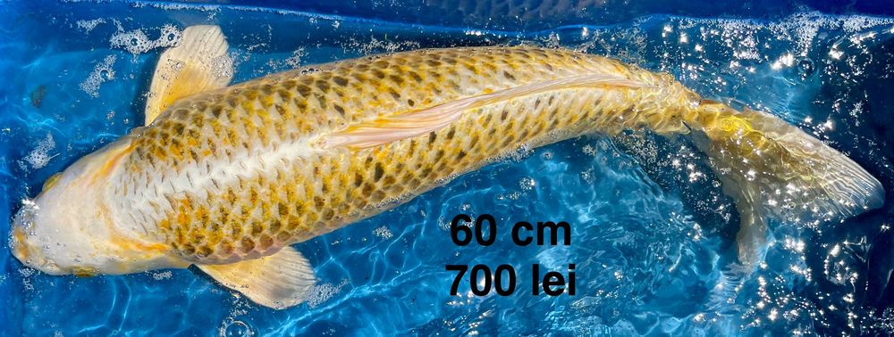 Crapi koi, sturion nisetru siberian, dimensiuni mari din iazul propriu