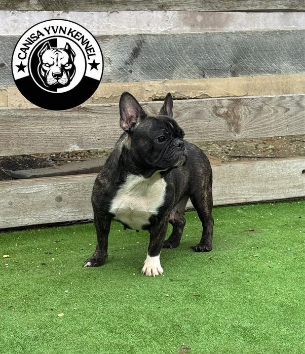 Femela buldog francez