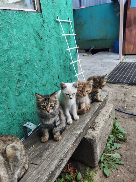 Котята в добрые руки