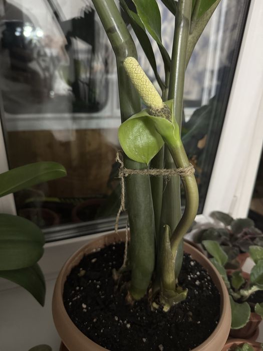 Замиокулькас (Долларовое дерево)