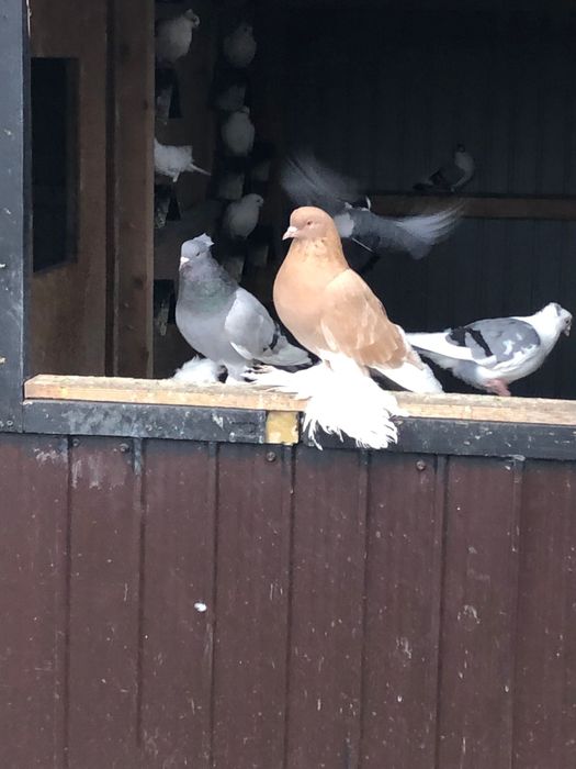 Motate liliputi si porumbei tapalagosi