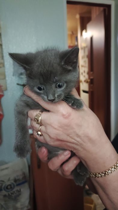 Отдам котят в добрые руки