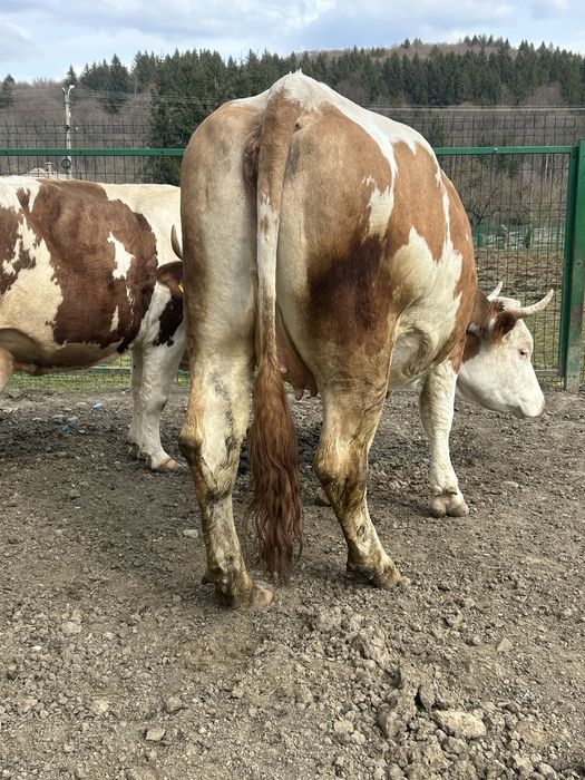 Junincă de vânzare