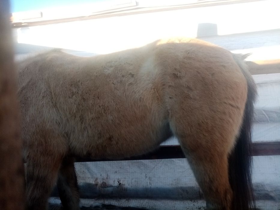 5жасар семиз бие сатылады