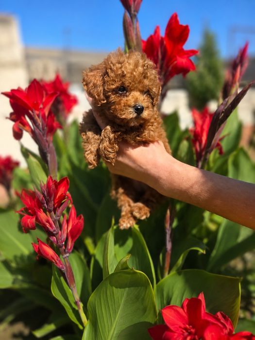 Пудел  Той /Poodle toy/