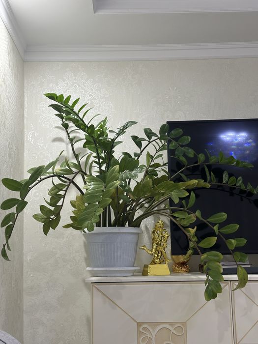 Долларовый цветок