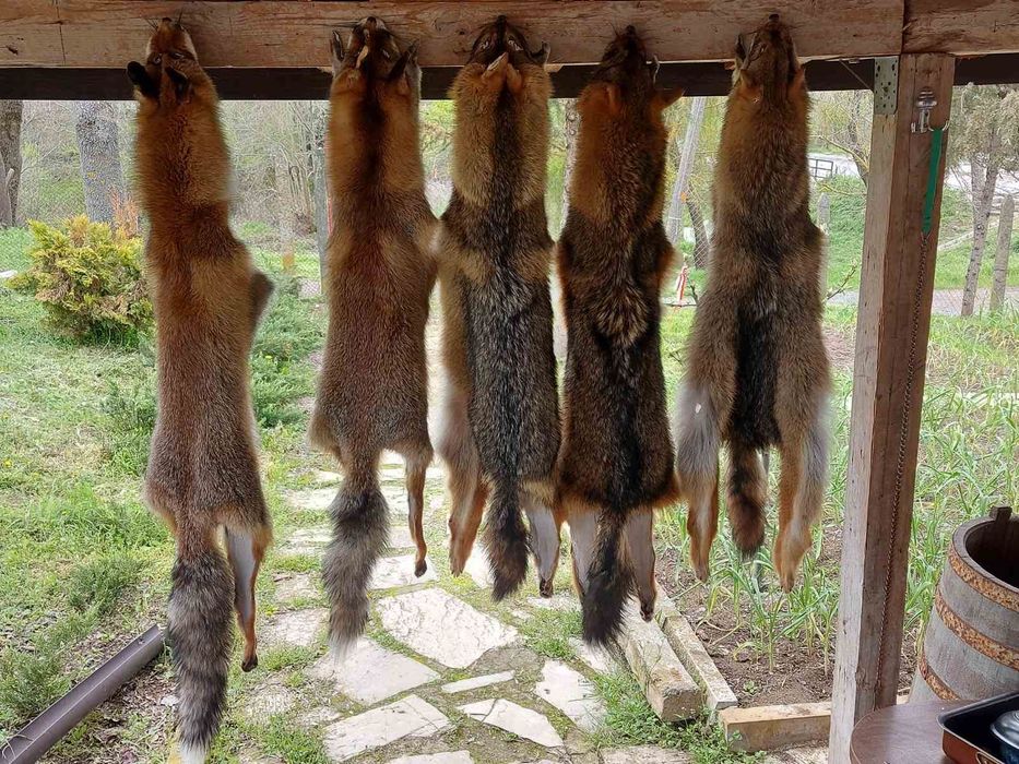 Кожа на чакал уникат