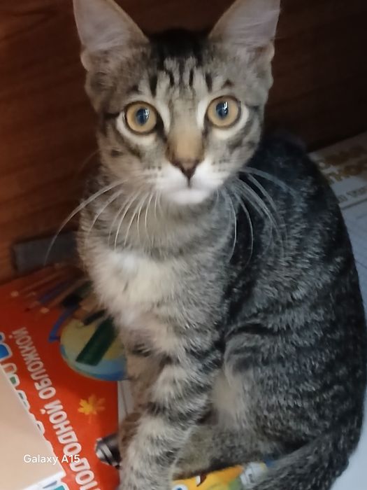 Котёнок мальчик 3 месяца