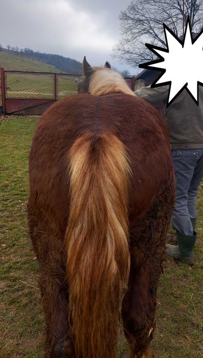 De vanzare manz de 10 luni din armasar Fitero