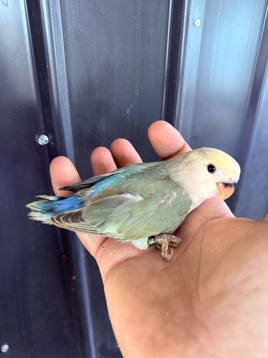 Papagali agapornis puiuti foarte blanzi amorezi agaponis