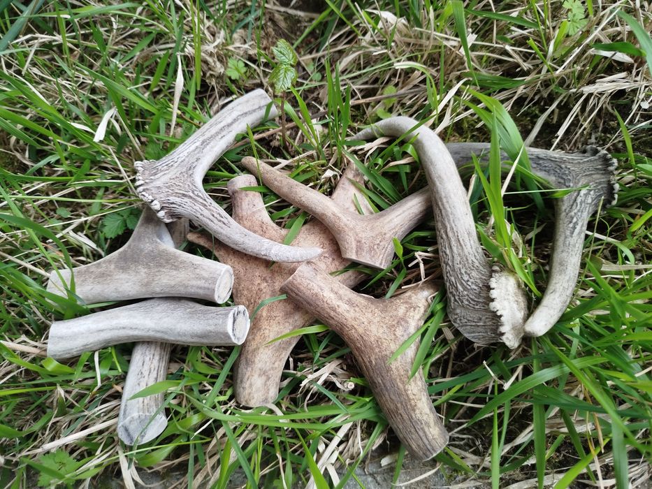 Парчета еленови рога за кучета - за дъвчене