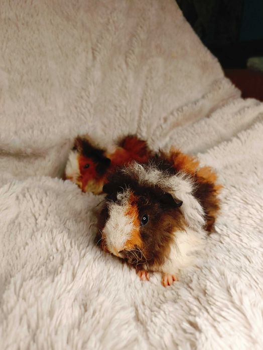 Морски свинчета альпако и зайчета