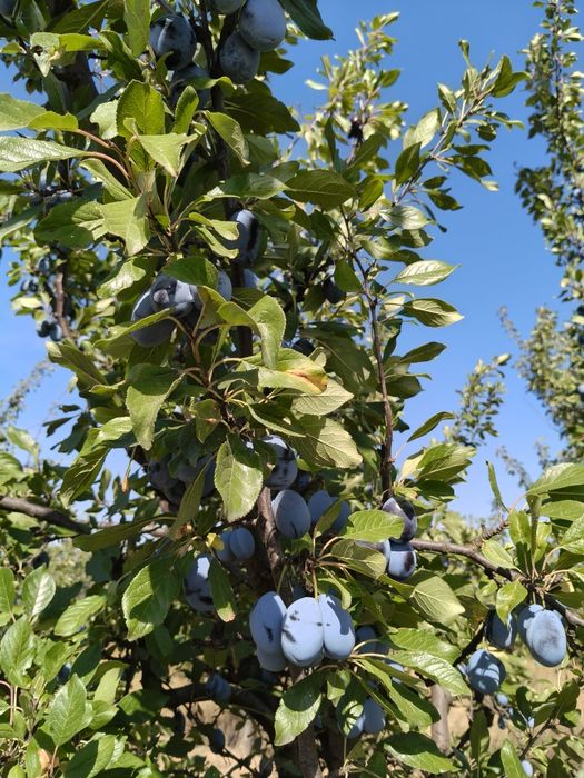 Vand prune pentru tuica