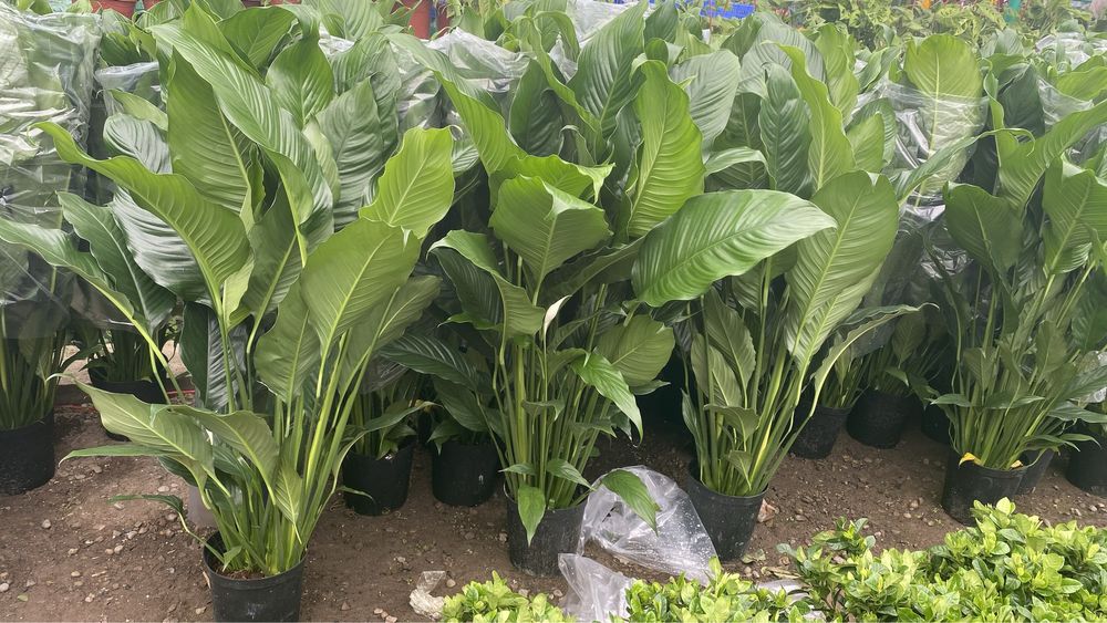 Цветы ОПТОМ! Первые руки! Цветы офисные!!!